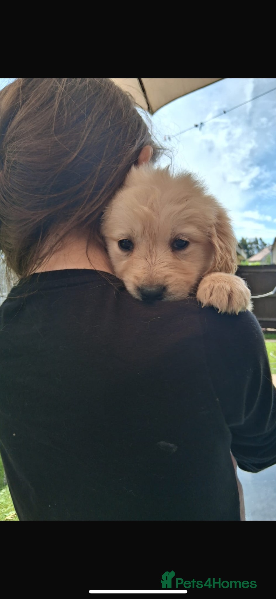 Golden Retriever dogs for sale: Golden retriever puppy’s  - Advert 12
