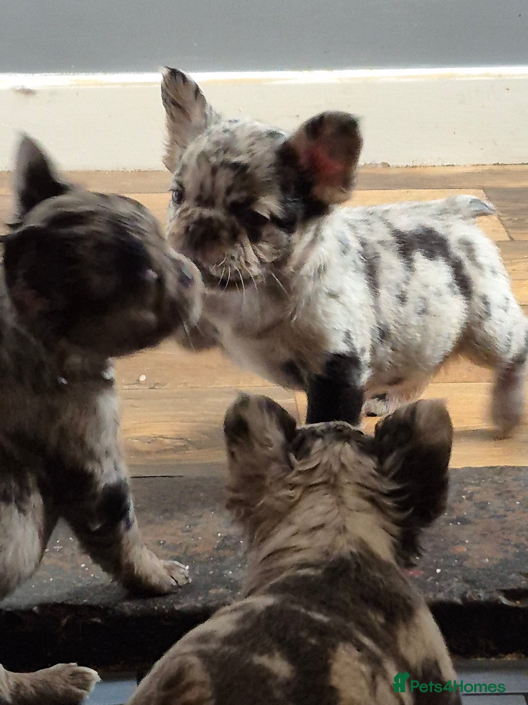 French Bulldog dogs for sale: Fluffy french bulldogs +c2  - Image 36