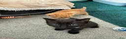 Mixed Breed cats for sale: 2 mixed breed male kittens - Advert 6