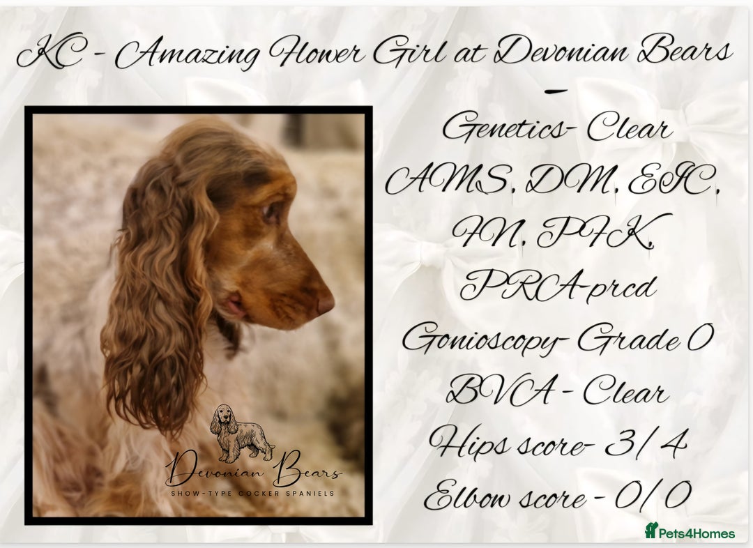 Cocker Spaniel dogs for sale: FULL Health Tested Show Line puppies due - Advert 2