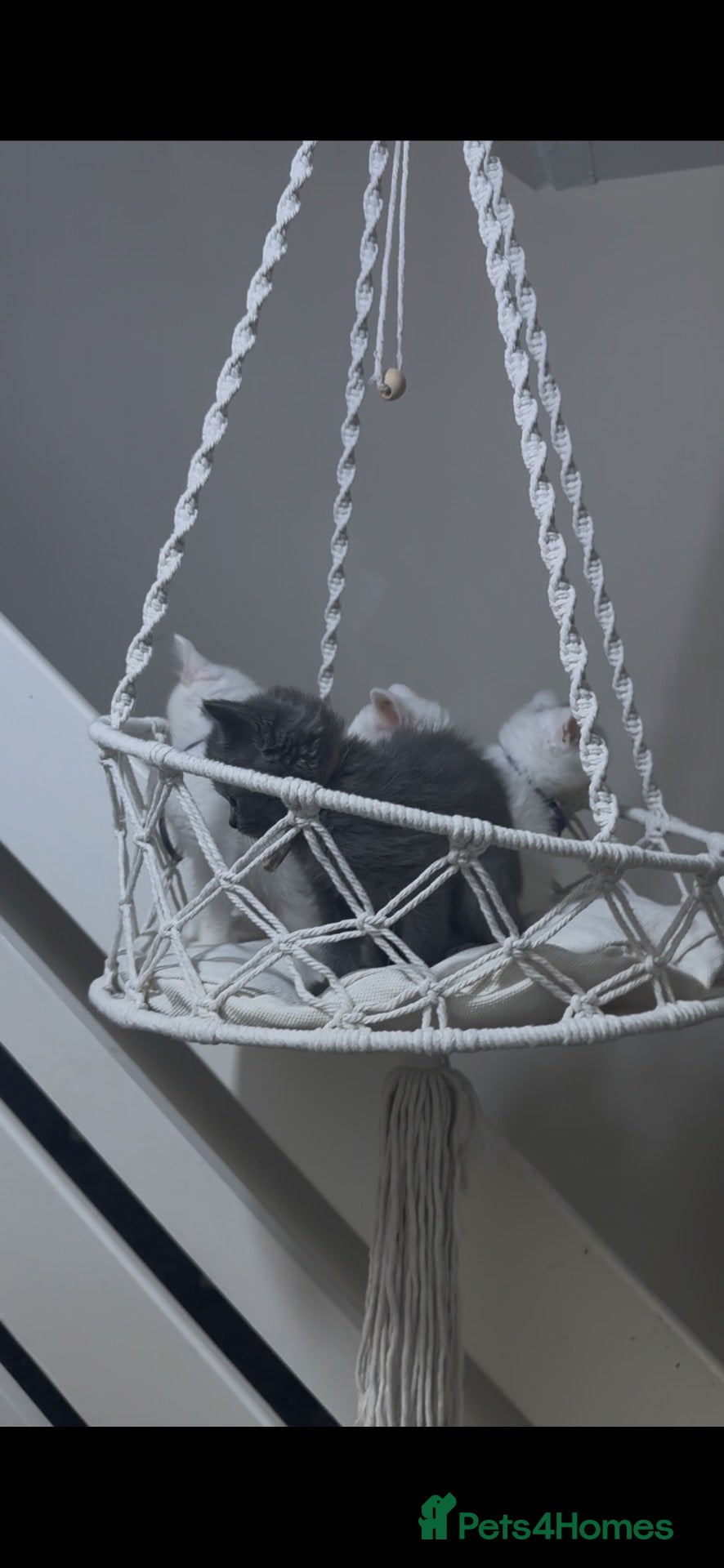 Persian cats Pure parsin  - Advert 3