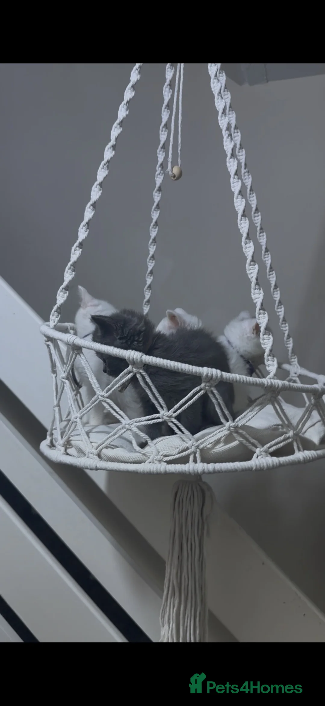 Persian cats for sale: Pure parsin  - Advert 1