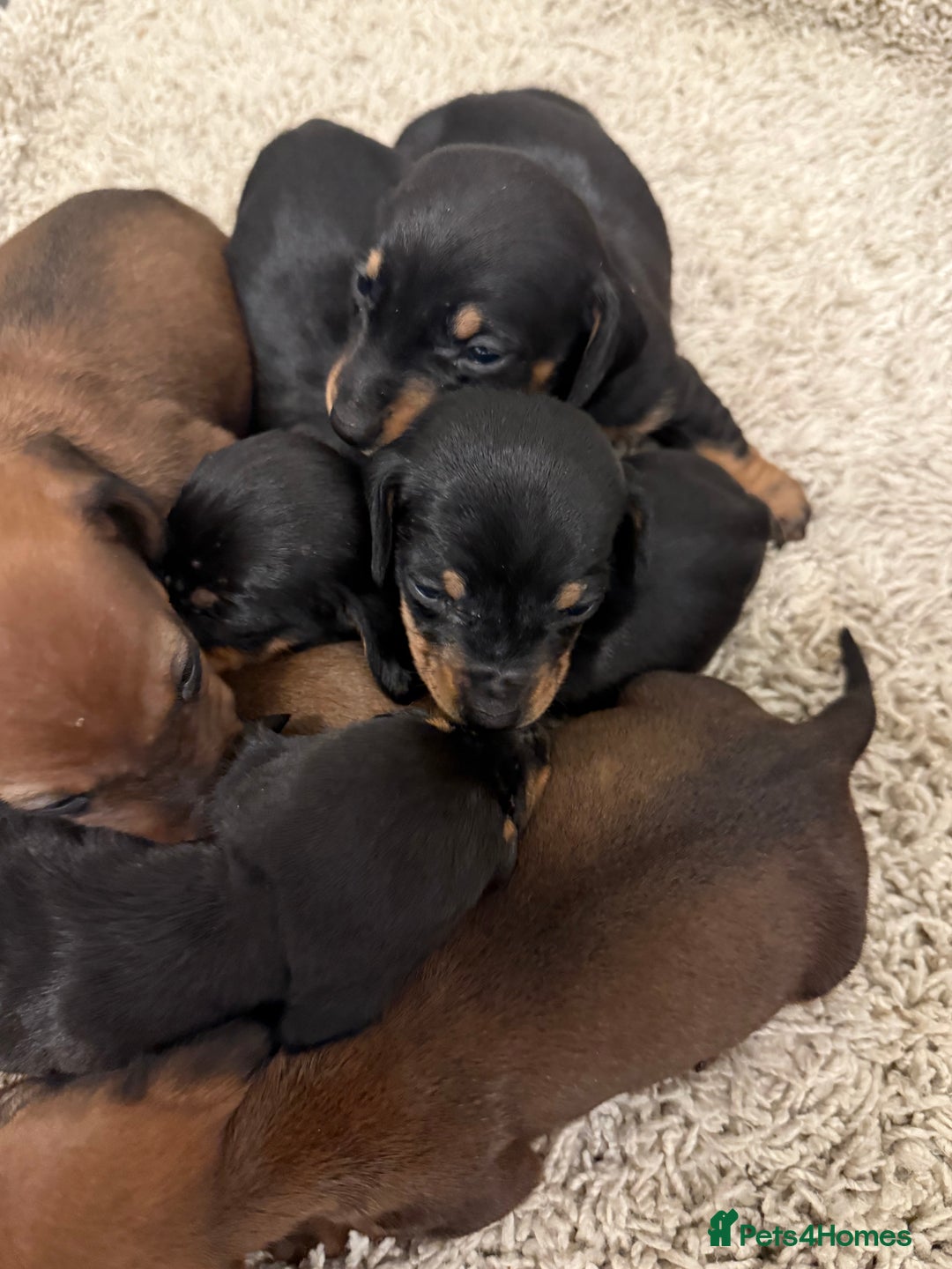 Mixed Breed dogs for sale: Dachshund puppies seven  - Advert 3