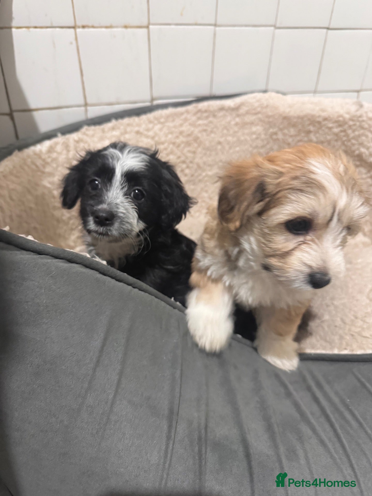 Mixed Breed dogs for sale: Maltipoo - Advert 1