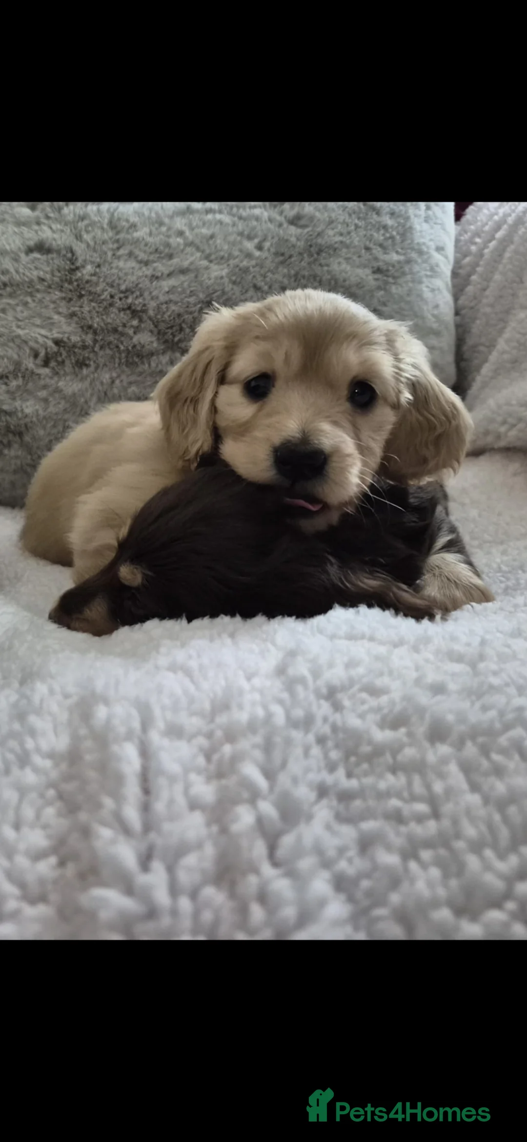 Dachshund dogs for sale: Beautiful mini long haired dachshund pups in Dundee - Advert 2