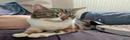 Domestic Shorthair cats for adoption: Penelope, pretty 18 month old girl  - Advert 3