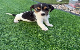 Mixed Breed dogs for sale: 7 stunning cockerjack puppies  - Image 10