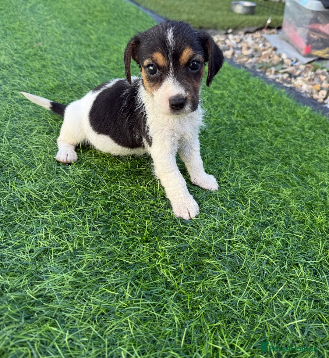 Mixed Breed dogs for sale: 7 stunning cockerjack puppies  - Image 10