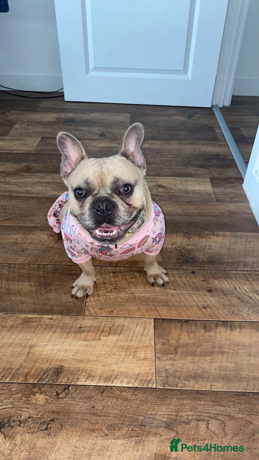 French Bulldog dogs for sale:  female frenchie  - Advert 2