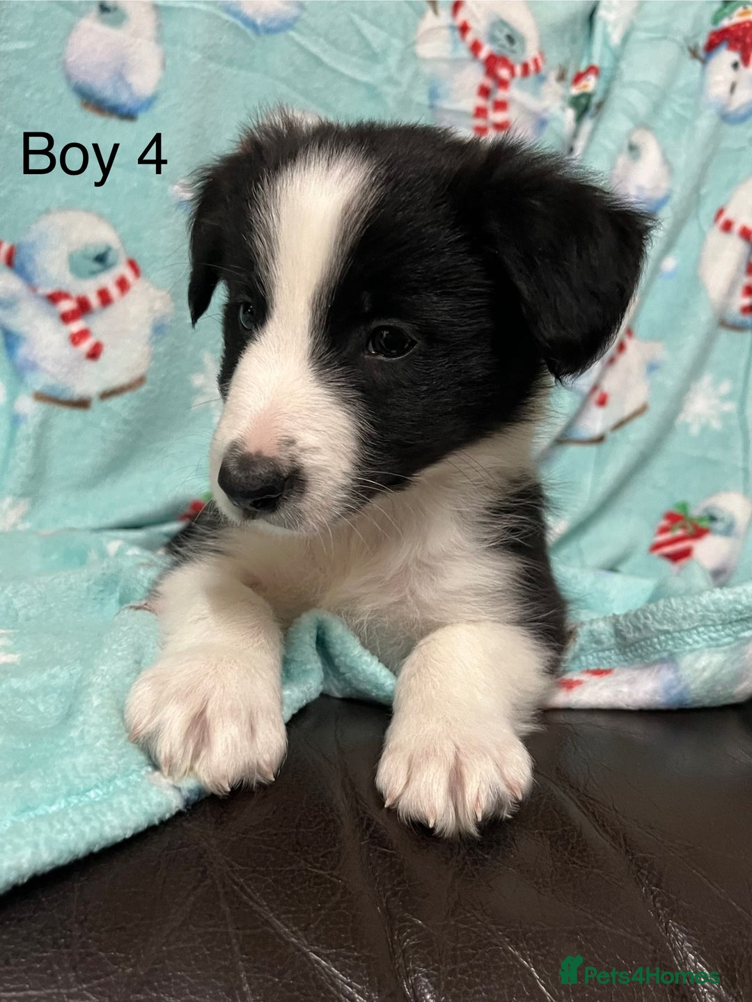 Border Collie dogs for sale: PEDIGREE ISDS & KC BORDER COLLIE PUPS - Image 29