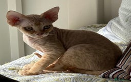 Devon Rex cats for sale: Devon - Image 3