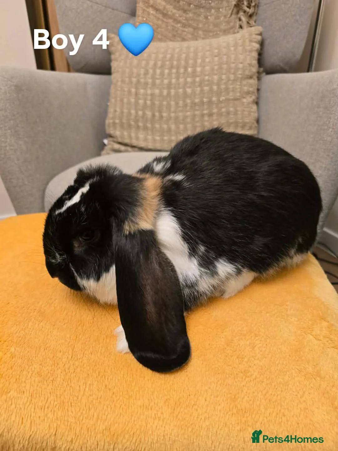 French Lop rabbits for sale: French lop boys - Advert 8