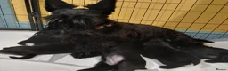 Scottish Terrier dogs for sale: Scottish Terrier Puppies  - Advert 4