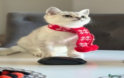 Scottish Fold cats for sale: Scottish Straight Boy - Image 12