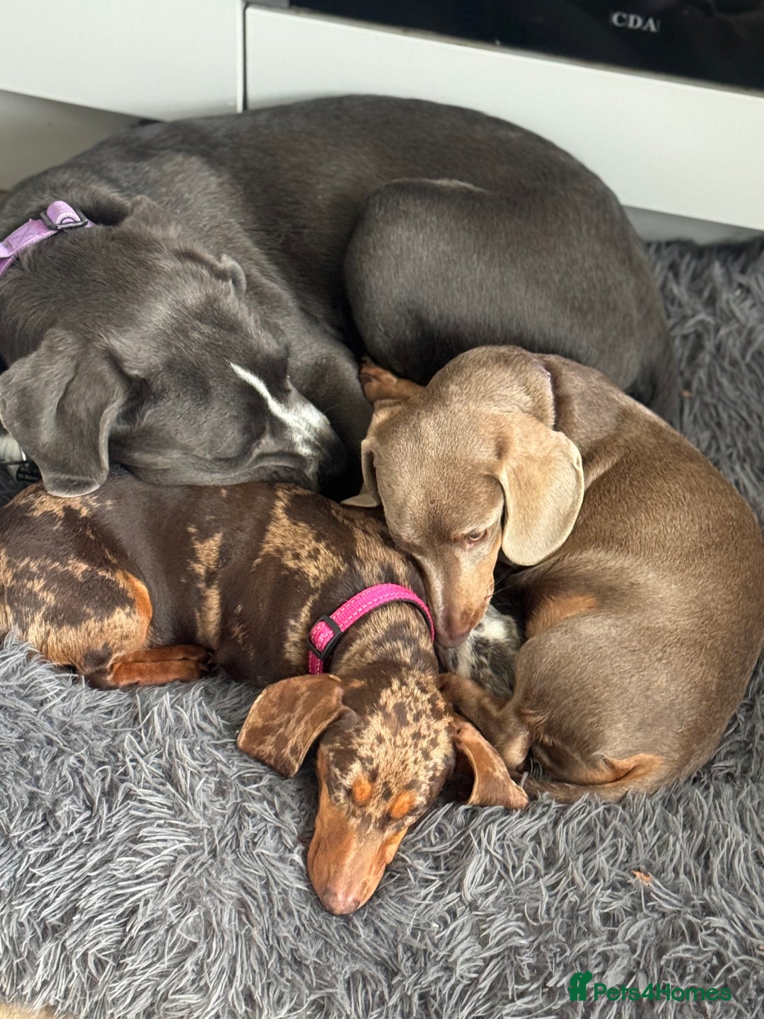 Miniature Dachshund dogs for sale: Lola and stitch the miniature dachshunds  - Image 3
