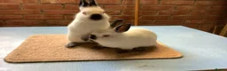Netherland Dwarf rabbits for sale: Himalayan Netherland Dwarfs - Advert 2