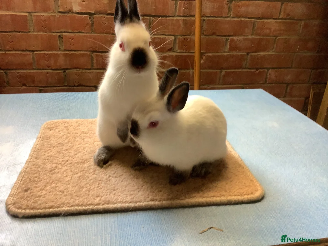 Netherland Dwarf rabbits for sale: Himalayan Netherland Dwarfs - Advert 2