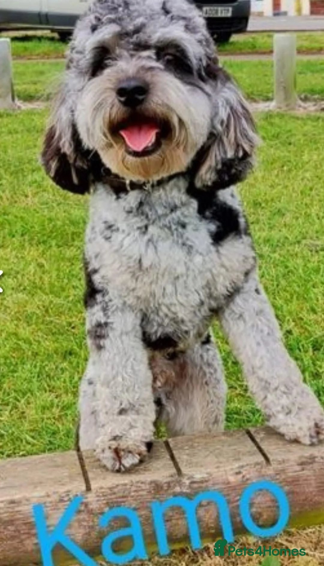 Cavapoo dogs for sale: F2 cavapoo Girl. 10 months  - Advert 7