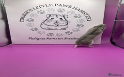 Hamster rodents for sale: Pedigree Chinese hamsters  - Image 5