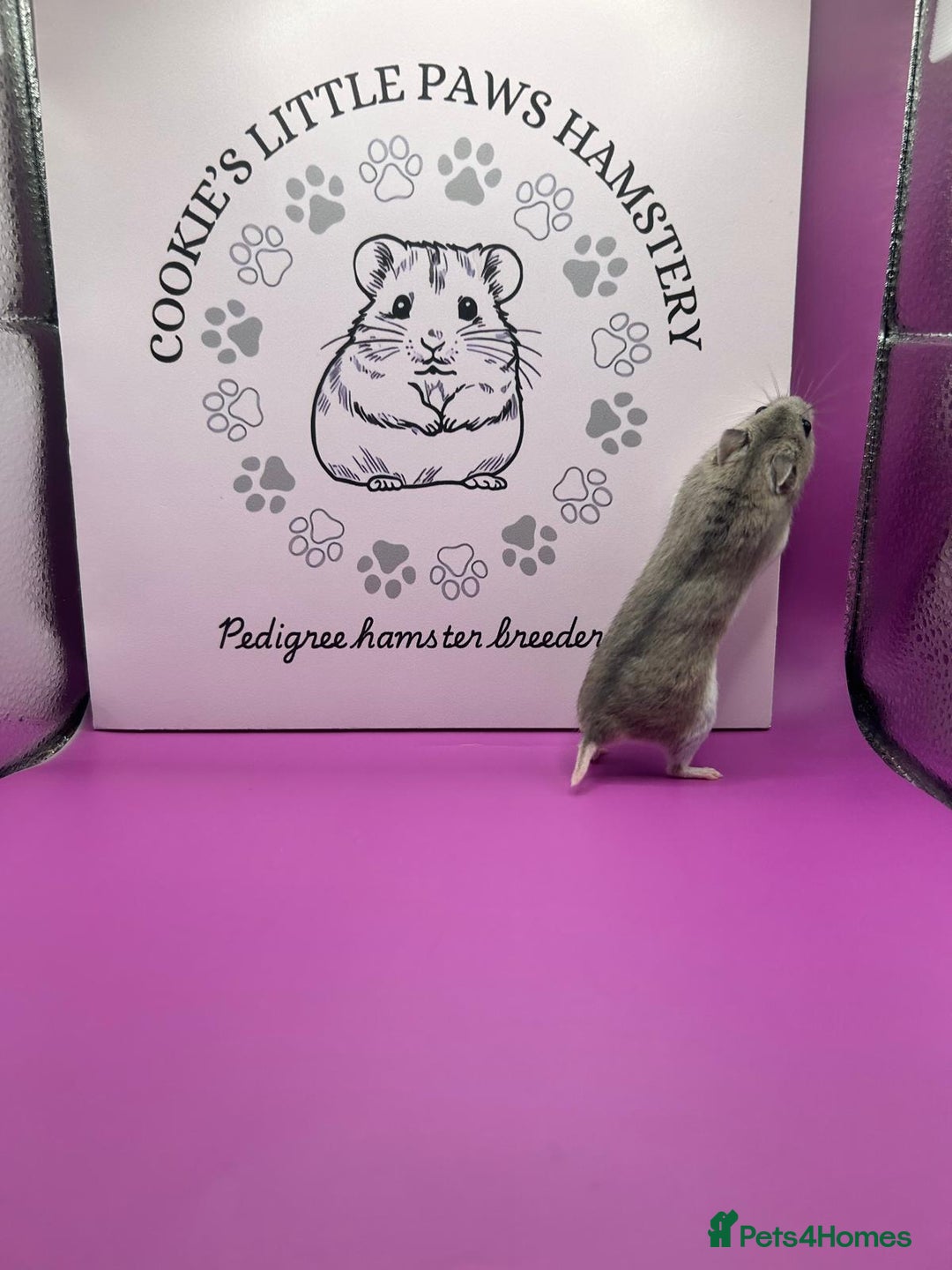 Hamster rodents for sale: Pedigree Chinese hamsters  - Image 5