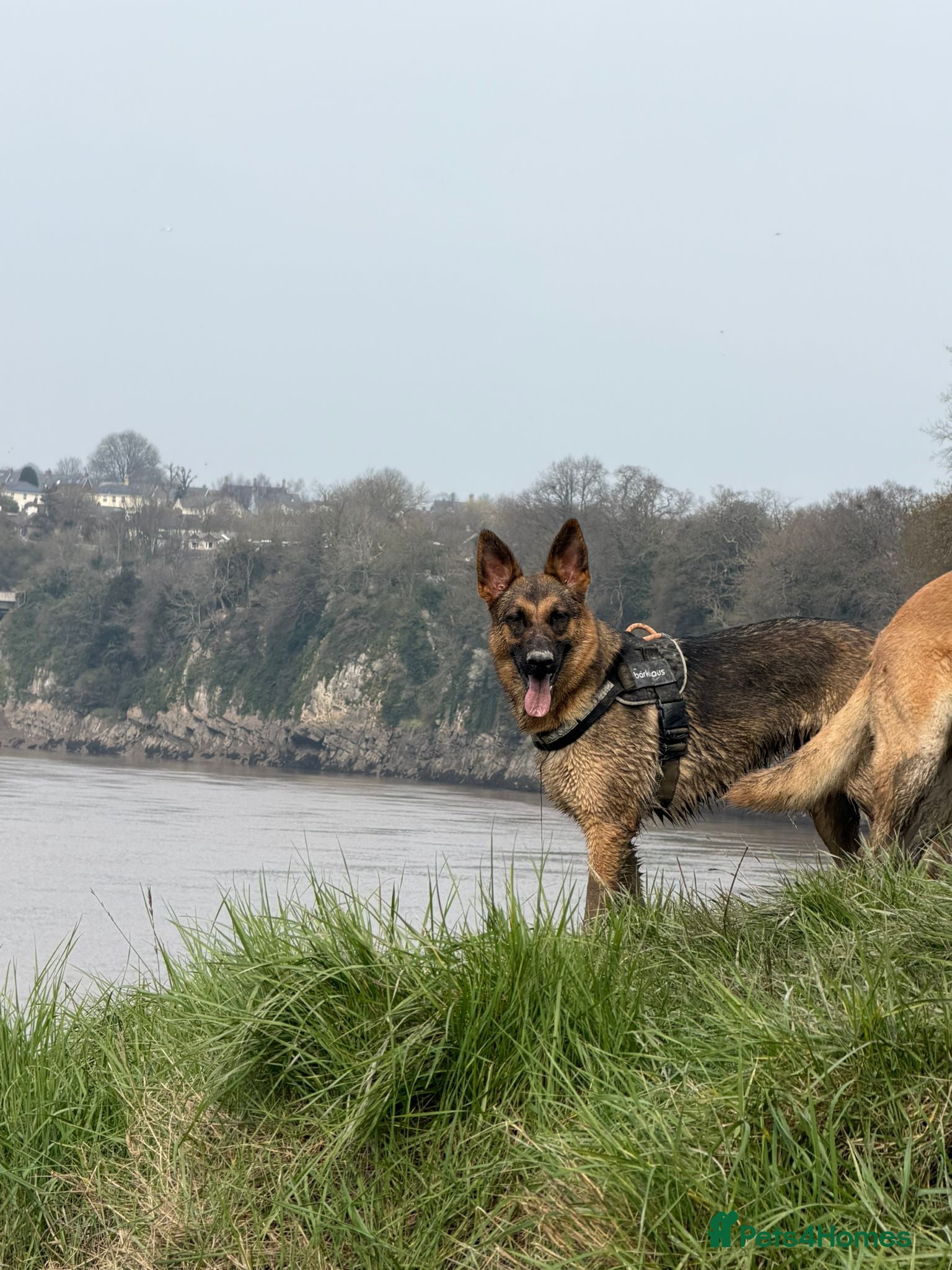 Mixed Breed dogs 8 beautiful healthy  puppies ,  German shepherd  - Advert 1