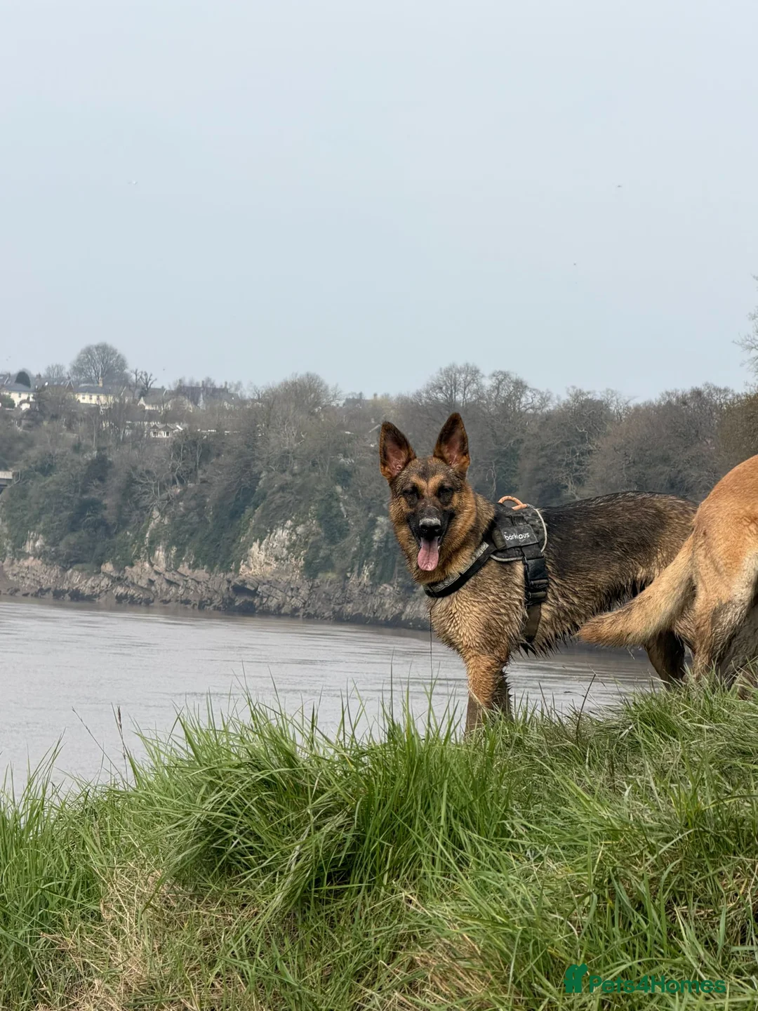 Mixed Breed dogs for sale: 8 beautiful healthy  puppies ,  German shepherd  - Advert 1