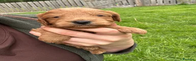 Red Boy