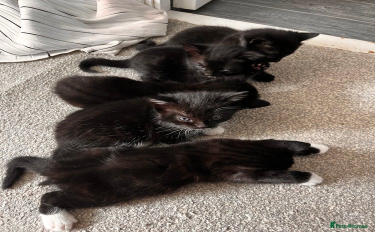 Domestic Shorthair cats - Advert 4