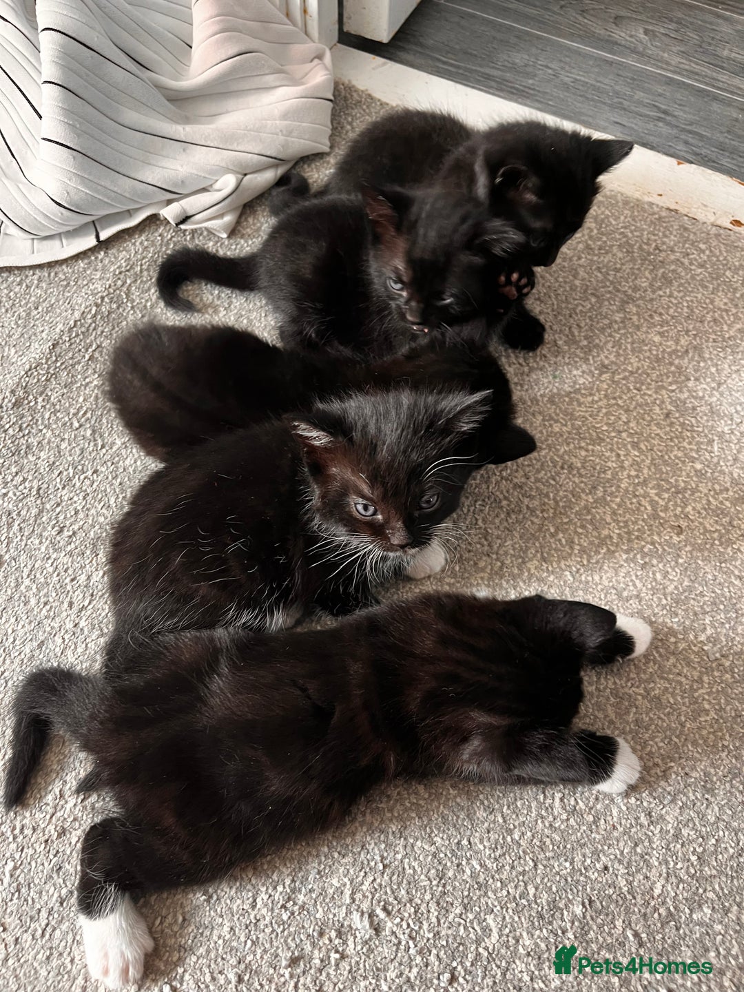 Domestic Shorthair cats for sale: Kittens - Image 1