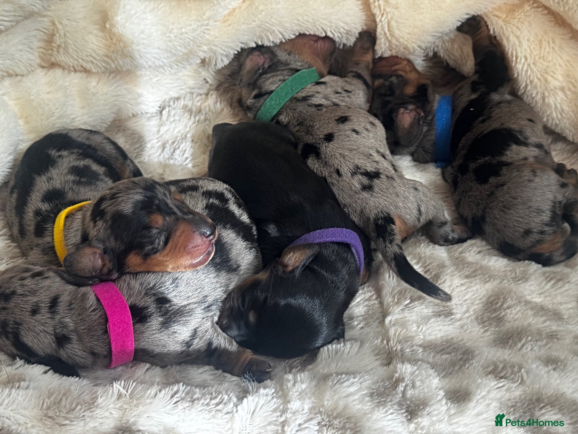 Miniature Dachshund dogs Miniature dachshund - Advert 1