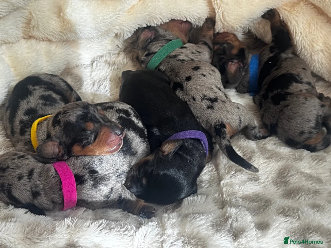 Miniature Dachshund dogs for sale: Miniature dachshund - Advert 1
