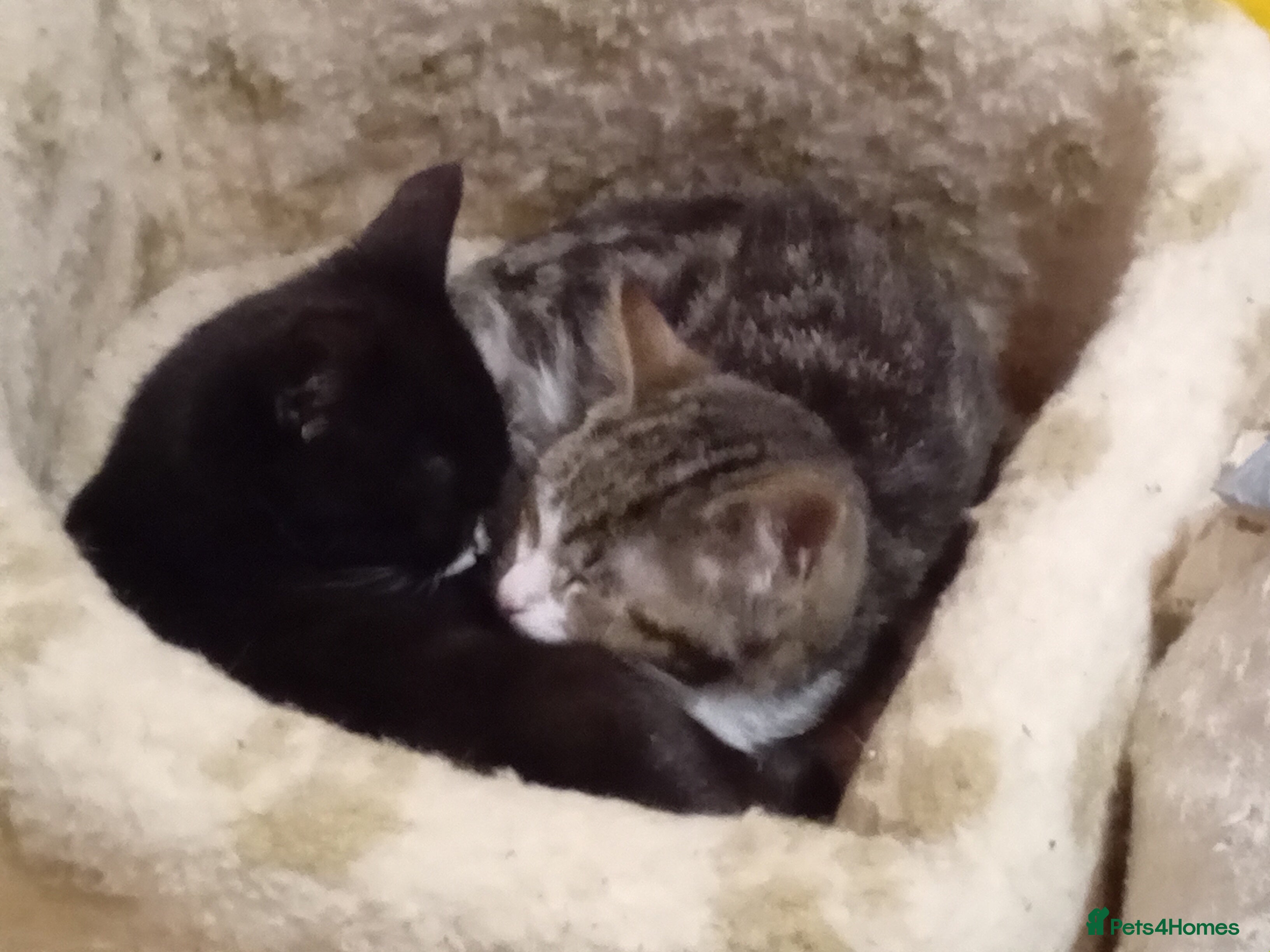 Mixed Breed cats Persian mix kittens  - Advert 1