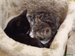 Mixed Breed cats Persian mix kittens - Advert 11