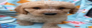 Cockapoo 2