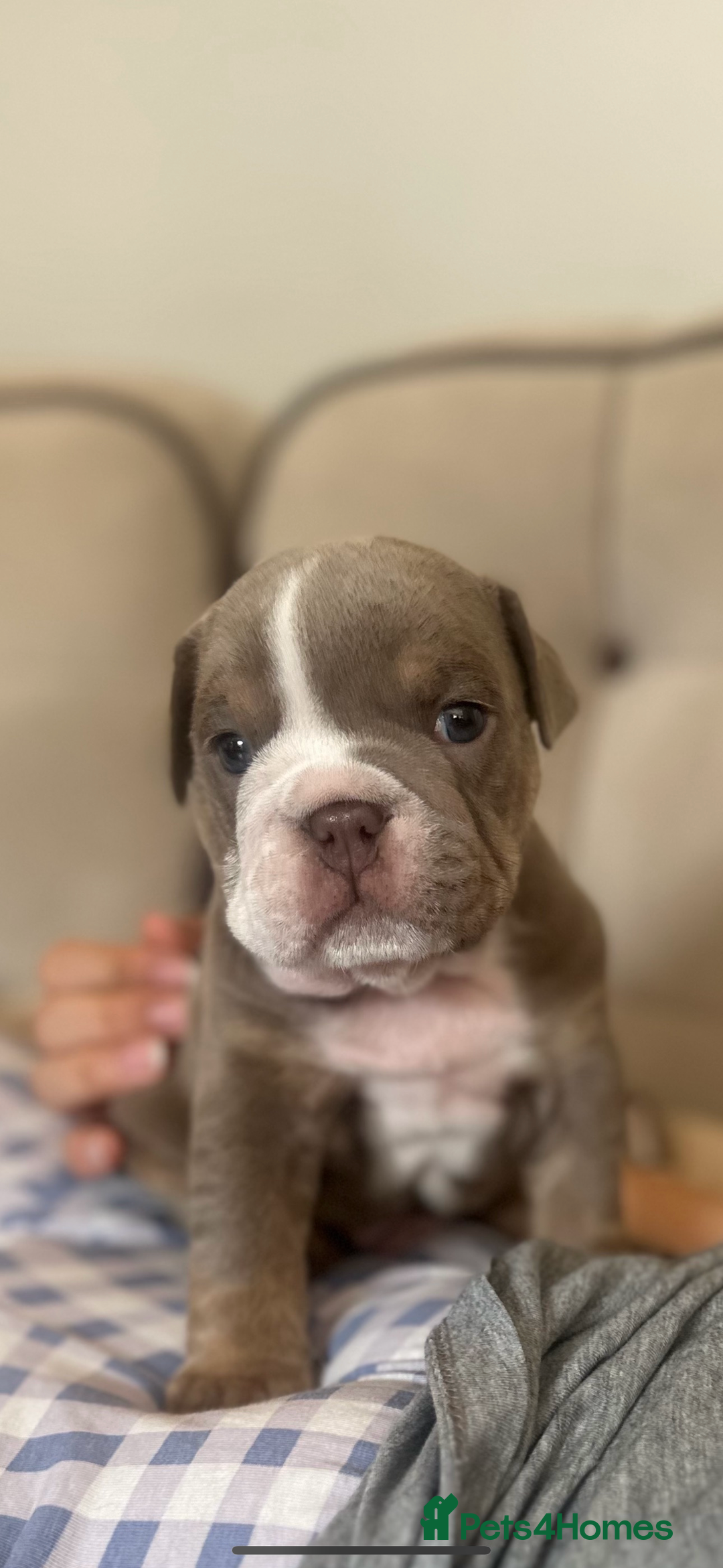 English Bulldog dogs for sale: Tiny Paws, Big Hearts – English Bulldog Puppies - Advert 8