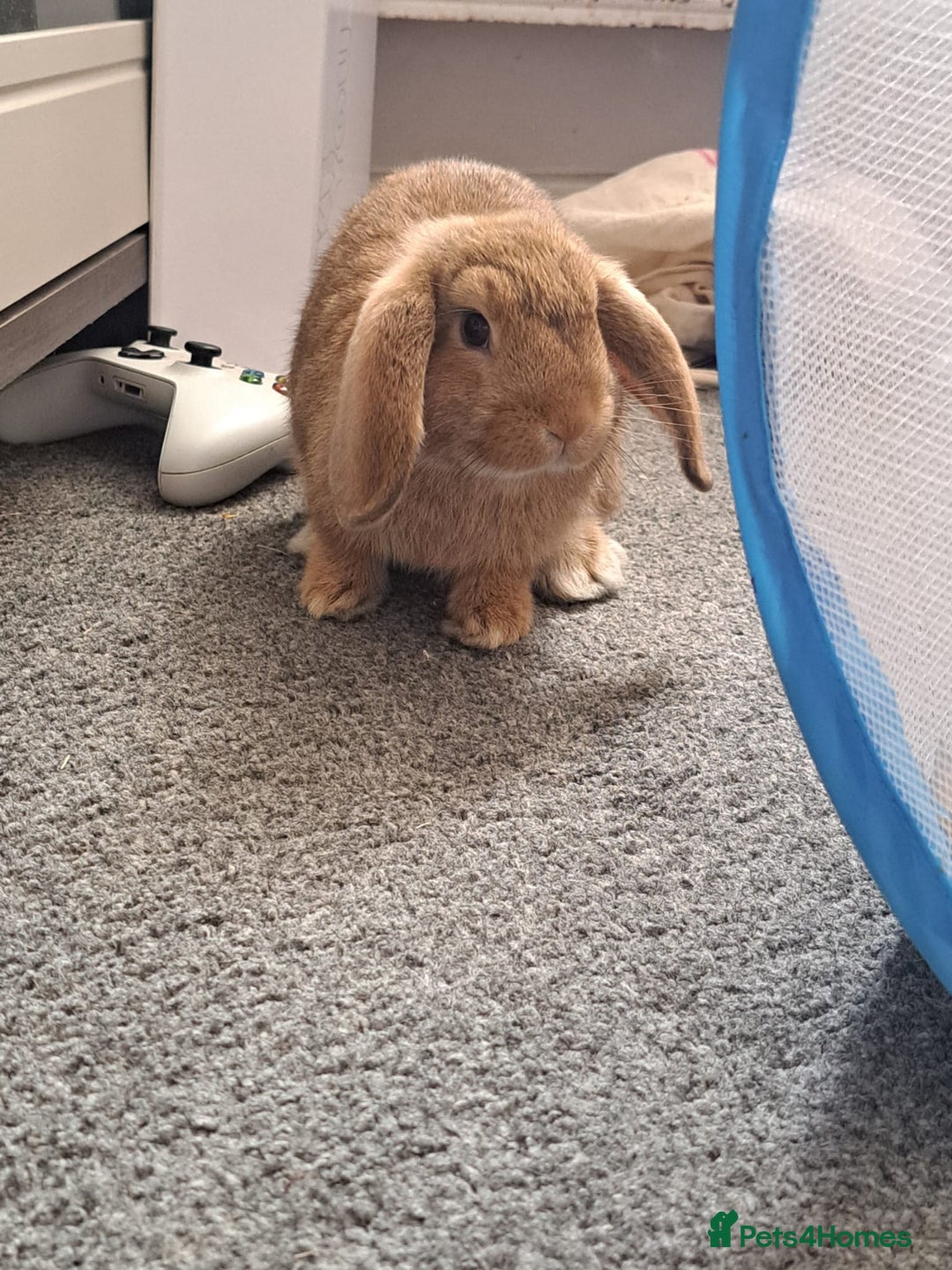 Mini Lion Lop rabbits for sale: Mini Lion Lop Does for sale! Ready to go. - Image 5