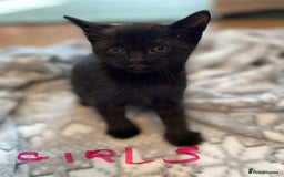 Ragdoll cats for sale: Half Ragdoll KITTENS - Image 28