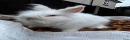Lionhead rabbits for sale: Male lionhead rabbits  - Advert 1