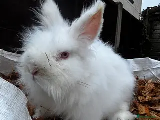 Lionhead rabbits Male lionhead rabbits - Advert 2