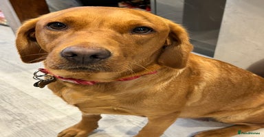 Labrador Retriever dogs - Advert 10