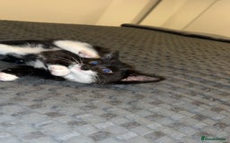 British Shorthair cats for sale: Two kittens for sale  - Image 4