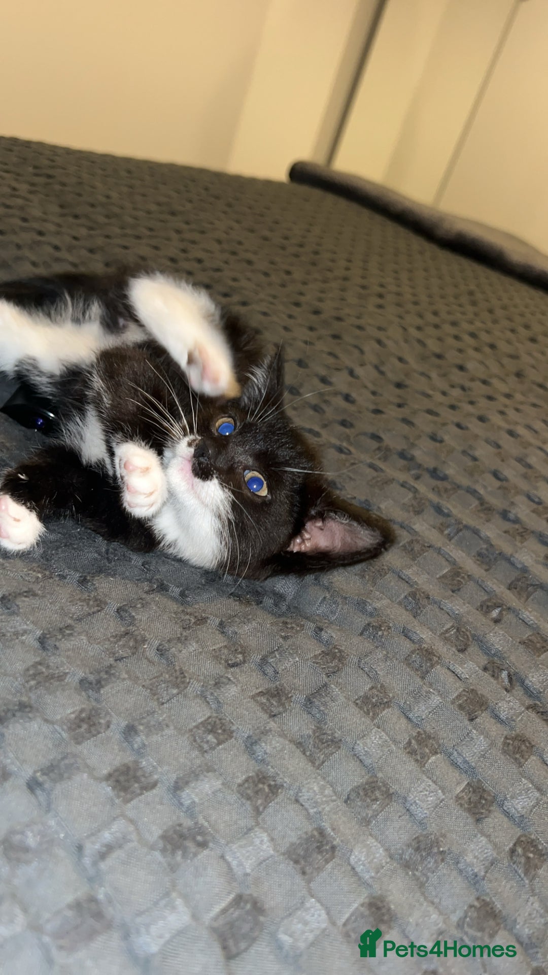 British Shorthair cats for sale: Two kittens for sale  - Image 4
