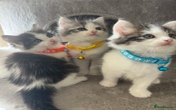 Turkish Angora cats for sale: Turkish Angora/ Ragdoll kittens for SALE !!! - Image 14