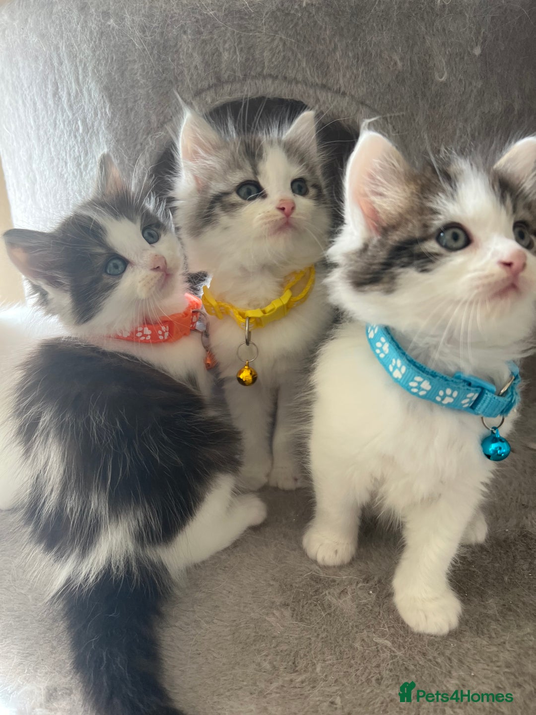 Turkish Angora cats for sale: Turkish Angora/ Ragdoll kittens for SALE !!! - Image 14