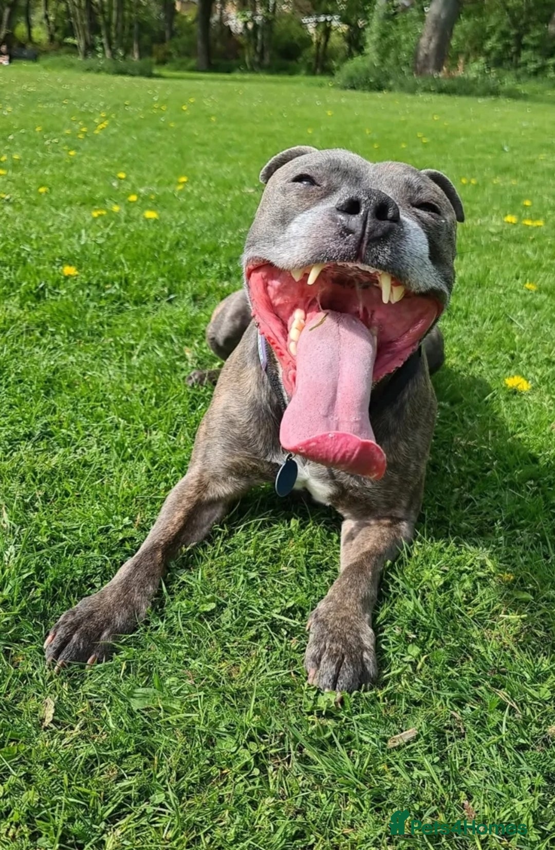 Staffordshire Bull Terrier dogs for sale: Last remaining boy  - Image 9