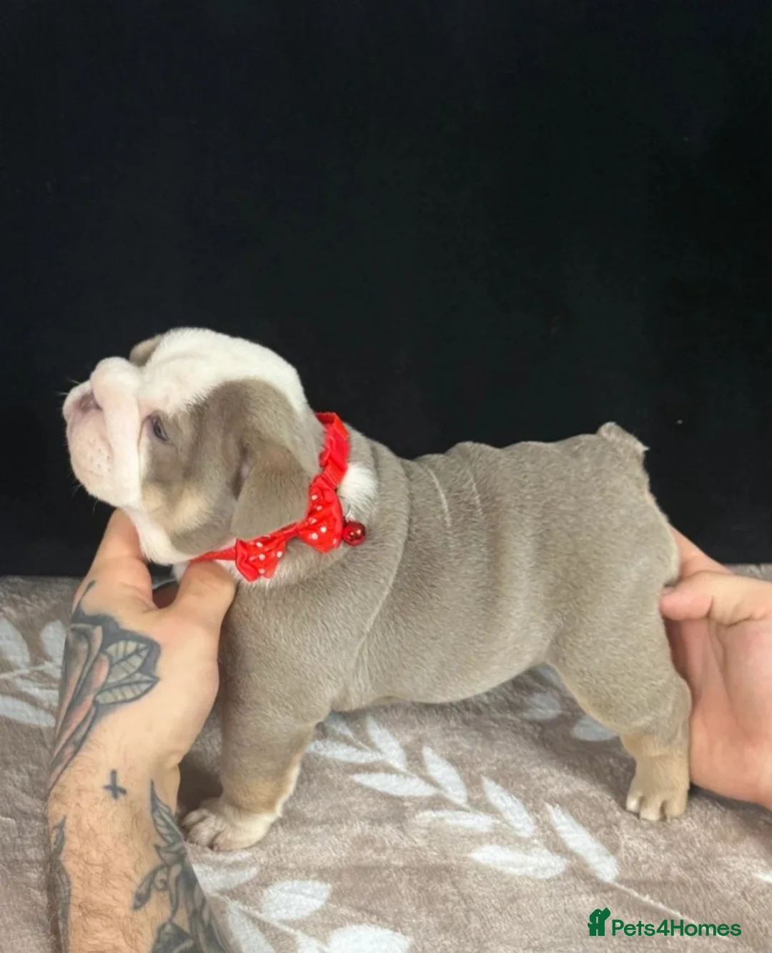 English Bulldog dogs for sale: Stunning litter of English Bulldog puppies in Crawley - Advert 1