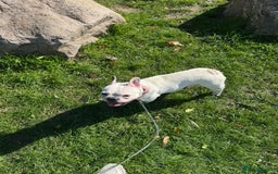 French Bulldog dogs for sale:  Lulu - Image 3
