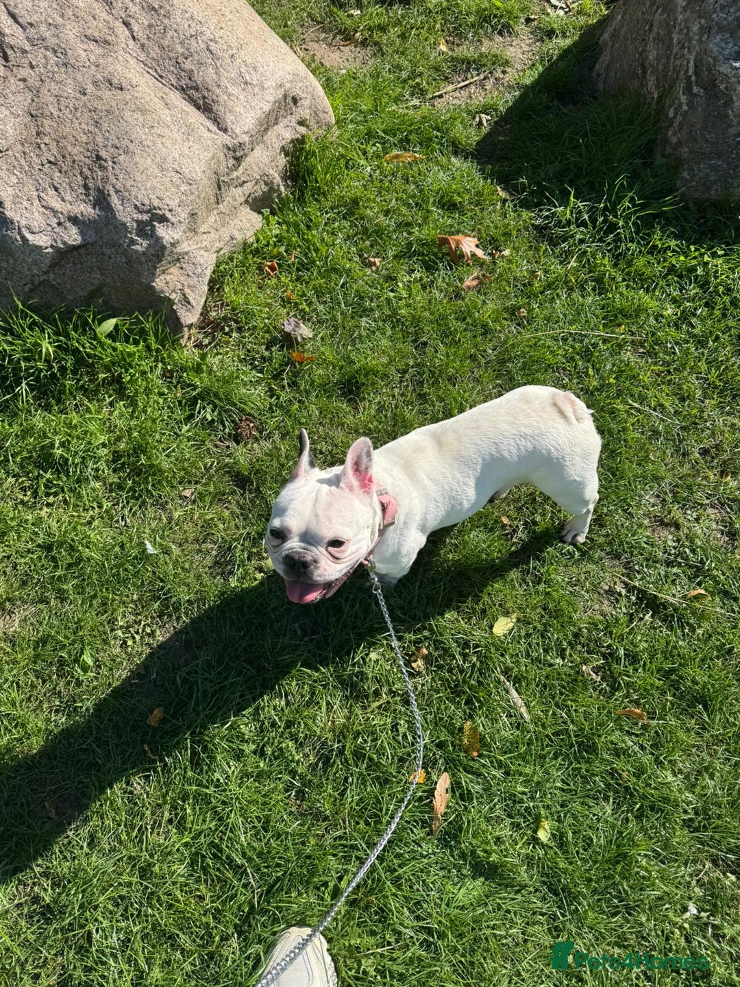 French Bulldog dogs for sale:  Lulu - Image 3