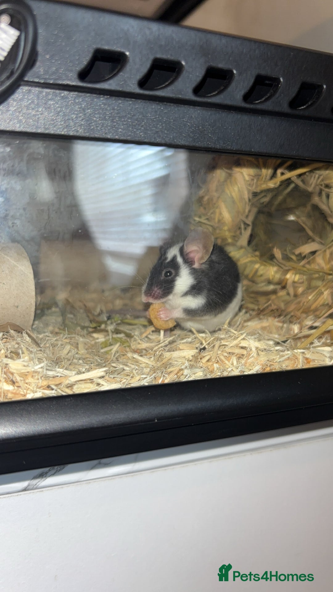 Mouse rodents for sale: fancy mice  - Image 2