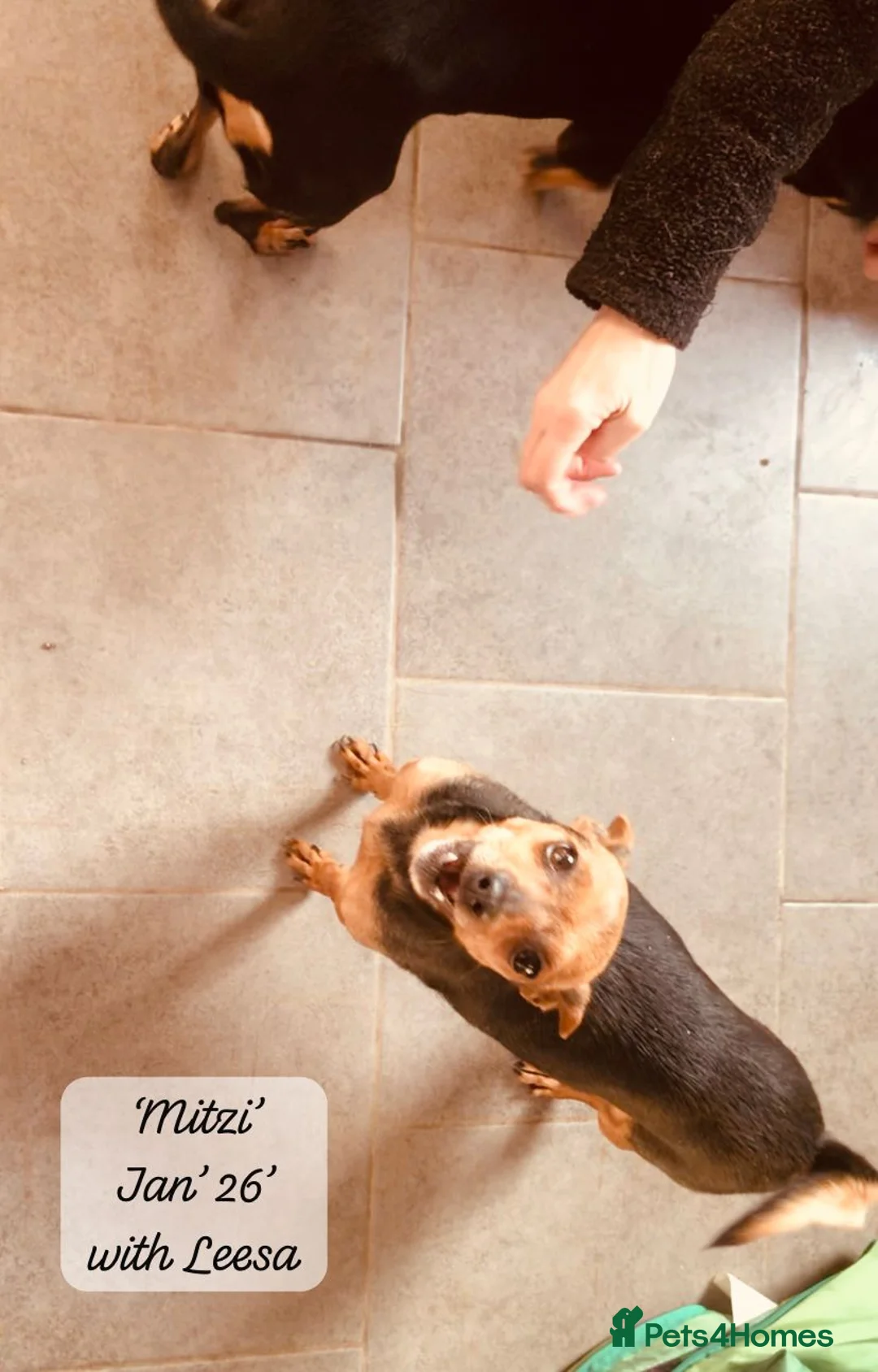 Mixed Breed dogs for adoption: Mitzi, Small 3-5 yr old. Available for adoption. - Advert 5